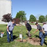 Three men use shovels to spread dirt around a sapling tree as a fourth person holds the tree.