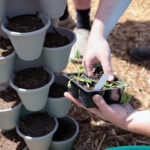 A set of hands remove seedlings from a planting tray. In the background is a tower of potting containers.