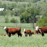 A herd of hereford cattle stand in a field surrounded by trees and ranch buildings.