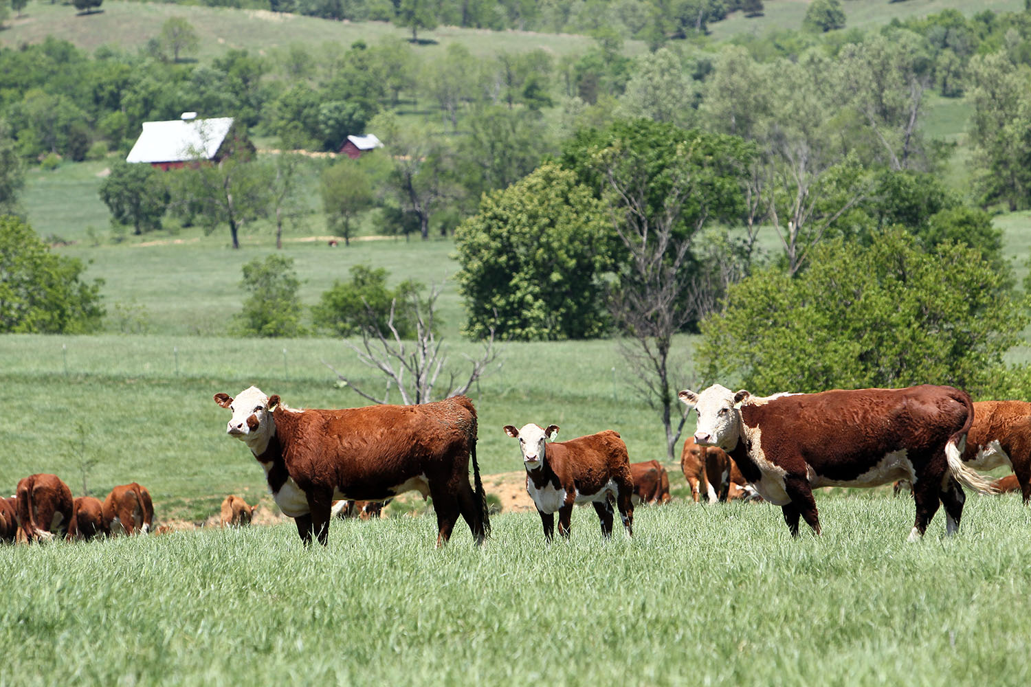 A herd of hereford cattle stand in a field surrounded by trees and ranch buildings.